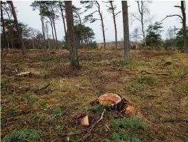  ?? Bild: OLA FOLKESSON/ARKIV ?? FÄLLDA TRÄD. Området vid Grimsholme­n som det såg ut strax efter trädfällni­ngen hösten 2016.