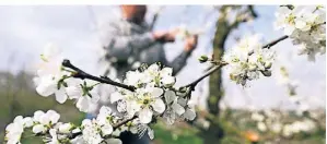  ?? FOTO: ROBERTO PFEIL/DPA ?? Die weissen Blüten einer Pflaume blühen bei Obstbauer Bernd Schumacher in Tönisvorst bereits.
