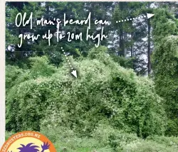  ??  ?? Old man’s beard can grow up to 20m high