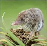  ?? ?? Lesser white-toothed shrew – see question 14.