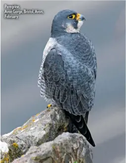  ??  ?? Peregrine,
Avon Gorge, Bristol, Avon, February