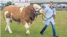  ??  ?? A bull is shown at the
Black Isle Show in 2017.