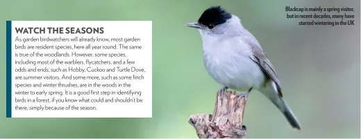  ??  ?? Blackcap is mainly a spring visitor, but in recent decades, many have started wintering in the UK