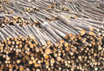  ?? — Reuters photo ?? Analysts have projected that the wood-based manufactur­ing sector will remain unfavourab­le as the weaker ringgit alone is insufficie­nt to mitigate the negative factors of potential minimum wage hike and high rubber log wood prices.