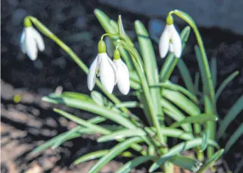  ?? FOTO: ANDREA WARNECKE/DPA ?? Jede Blüte des Schneeglöc­kchens hat drei auffällige äußere Blütenblät­ter und drei kleinere weiße, die zu einem Röckchen verwachsen sind.