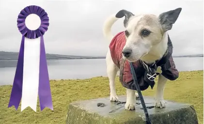  ??  ?? CANVAS WINNER: Feeling on top of the world is Rufus, enjoying a stroll to Balconie Point, Evanton. Rufus stays with Emma Calder in Evanton