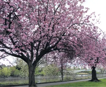  ?? ?? Blooming Blossom on trees in Riverside. Photo by Marion Jackson