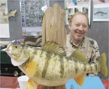  ?? DALE BOWMAN/FOR THE SUN-TIMES ?? The jumbo of Chicago jumbo yellow perch: Ken Schneider with the mount of his unofficial Chicago-record perch (2 pounds, half-ounce) caught May 7, 1995, off Chicago Light.