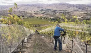  ??  ?? Above left: Central Otago is the driest region in New Zealand, yet also home to some of our best produce, including wine.
PHOTO: TOURISM CENTRAL OTAGO