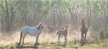  ??  ?? Iconic animals: The brumbies have lived in the rugged Kosciuszko National Park for 200 years and have become part of Australian folklore.