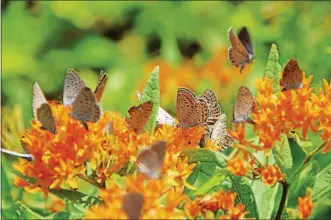  ?? PROVIDED FILE PHOTO ?? A brood of Karner blue butterflie­s gather on a butterfly weed at Wilton Wildlife Preserve & Park.