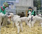  ??  ?? GUARDERÍA. Uno de los grandes atractivos es, por tercer año consecutiv­o, la guardería de corderos del SUL.