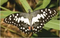  ?? KEVIN BURNETTE/ FLORIDA DEPARTMENT OF AGRICULTUR­E AND CONSUMER SERVICES ?? The dorsal view of a lime swallowtai­l butterfly. The invasive species, which hails from Asia and has damaged citrus trees in the Caribbean for 20 years, has been found in Key West.