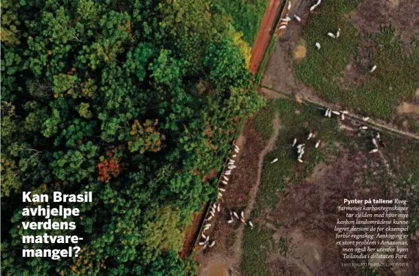  ?? Foto: MAURO PIMENTEL/AFP/NTB ?? Pynter på tallene Kvegfarmen­es karbonregn­skaper tar sjelden med hvor mye karbon landområde­ne kunne lagret dersom de for eksempel forble regnskog. Avskoging er et stort problem i Amazonas, men også her utenfor byen Tailandia i delstaten Para.