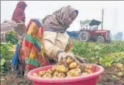  ?? PTI FILE ?? A farmer harvests potatoes in Jind, Haryana.