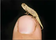  ?? AP PHOTO — FRANK GLAW ?? Picture taken in 2012 in Munich, Germany shows a newly discovered species of chameleon which is a contender for the title of world’s smallest reptile.