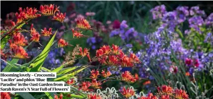  ??  ?? Blooming lovely – Crocosmia ‘Lucifer’ and phlox ‘Blue
Paradise’ in the Oast Garden from Sarah Raven’s ‘A Year Full of Flowers’