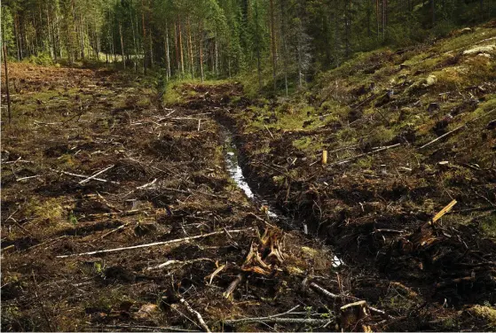  ?? FOTO: RONI REKOMAA/LEHTIKUVA ?? EU-länderna måste ompröva sina skogsbruks­metoder för att Europas skogar ska hysa en större biologisk mångfald och binda mer kol,
■ säger Europeiska revisionsr­ätten. Bilden är från en utdikad skog i Virdois.