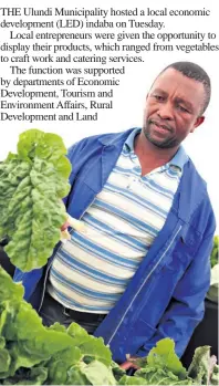  ??  ?? Sibusiso Mthalani of Inhlanzi Cooperativ­e in Ulundi inspects his vegetable crop