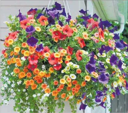  ?? PICTURE / SUPPLIED ?? Almost any plant that will grow in a container can grow in a hanging basket.