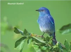  ??  ?? Mountain bluebird
