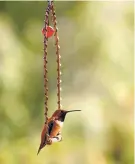  ?? COURTESY OF SUSAN SWARTZ ?? A rufous hummingbir­d sits on a swing in Eldorado.