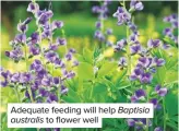  ??  ?? Adequate feeding will help Baptisia australis to flower well