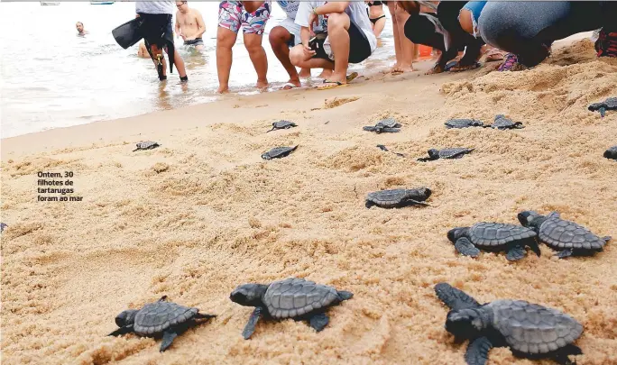  ??  ?? Ontem, 30 filhotes de tartarugas foram ao mar