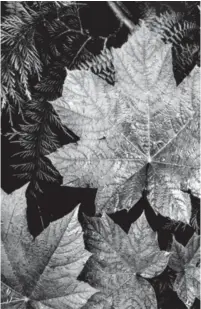  ?? ANSE ?? Close-up view of leaves in Glacier National Park, Montana, 1941.