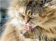  ?? PHOTO: 123RF ?? Cats ingest a lot of fur when they groom themselves, which can build up in the stomach and cause them to vomit.