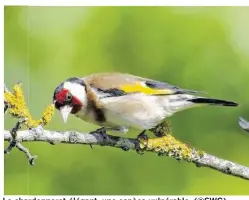  ??  ?? Le chardonner­et élégant, une espèce vulnérable. (©SWG)