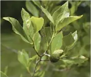  ?? ?? An endangered young Oklahoma alder tree grows in a conservati­on grove at the arboretum.