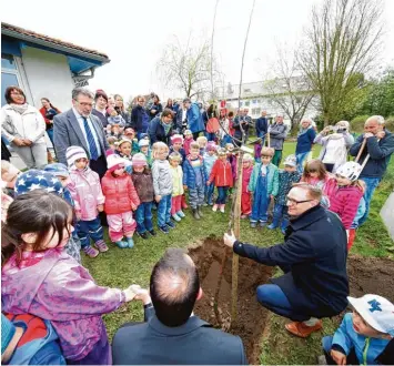  ?? Foto: Alexander Kaya ?? Landrat Thorsten Freudenber­ger hat gestern einen sogenannte­n „Pfaffenhof­er Schmelzlin­g“, eine alte regionale Apfelsorte, in der Anlage des AWO Kindergart­ens in Berg gepflanzt.