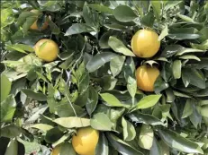  ??  ?? Laoa Farms on 4 acres in Kula produces citrus fruits, including lemons, limes, oranges, peaches and nectarines and avocados.