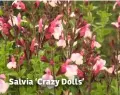  ??  ?? Salvia ‘Crazy Dolls’