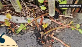  ??  ?? Japanese knotweed