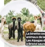  ??  ?? La binette coquine des animaux de la ferme familiale Les Alpagas de Willow Lane à Bristol saura vous charmer.