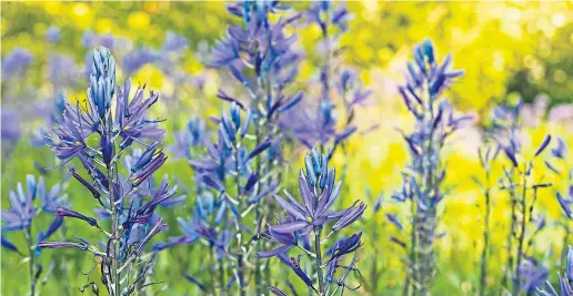  ??  ?? ● C is for Camassia in the alphabetic­ally-ordered seed book which quickly left Agnes Stevenson spoiled for choice