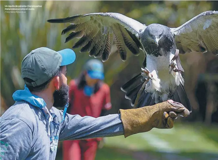 ANIMALES SILVESTRES, AFECTADOS POR LA PANDEMIA - PressReader