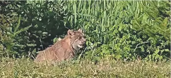  ??  ?? Mathieu LeBouthill­ier a publié sur sa page Facebook cette photo d’un lynx du Canada, prise sur le chemin des Ressources, entre Bathurst et Saint-Quentin. La population de cette espèce serait à la hausse dans le nord du N.-B. - Gracieuset­é