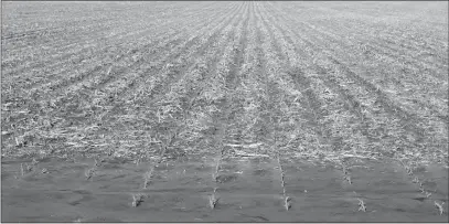  ?? Mona Weatherly ?? Above, one of the most telling photos of this year. Taken May 27, 2019, the corn in this particular Custer County field was planted in early May and needed three weeks to germinate and emerge.