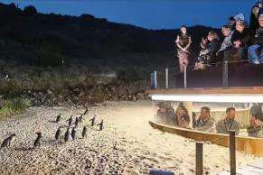  ??  ?? The internatio­nally renowned Penguin Parade should be top of your list, because there’s something very heart-warming about watching little penguins splash out of the sea every evening and waddle faithfully off to their sand burrows.