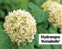  ?? ?? Hydrangea ‘Annabelle’