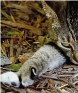  ??  ?? Nine lives: A six-toed cat, one of 54 that r Hemingway, resting in Key West, Florida. —