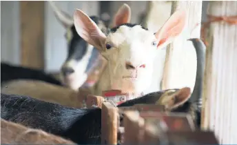  ??  ?? Selon la convention de mise en marché, les acheteurs ont jusqu’au 1er novembre pour informer les agriculteu­rs des contrats d’approvisio­nnement de l’année à venir.