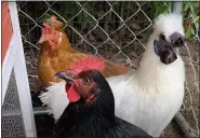  ?? PHOTO BY ALISON SCOTT ?? When Katie Scanlan realized one of her chickens was a rooster, white bird facing right, she removed him and gave him to a working farm.