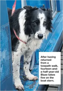  ?? ?? After having returned from a towpath walk, fourteen-anda-half-year-old Blaze takes five on the boat stern.