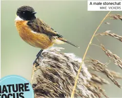  ?? MIKE VICKERS ?? A male stonechat