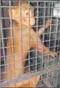  ?? HT ?? The rescued monkeys will be rehabilita­ted.