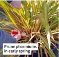  ?? ?? Prune phormiums in early spring